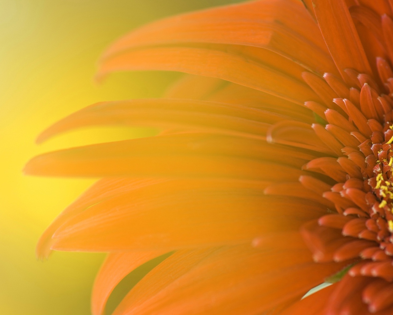 Обои с подсолнухом 