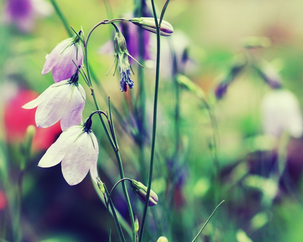 Полевые цветы колокольчики