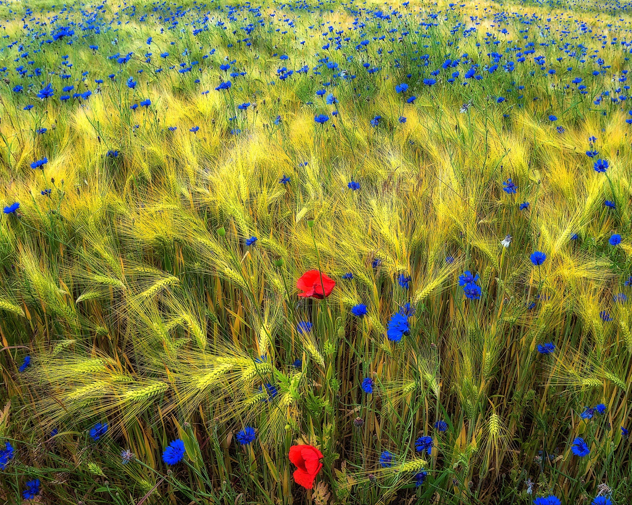 Полевые цветы на Украине