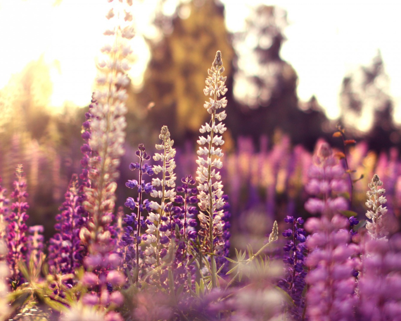 Полевые цветы в лучах солнца