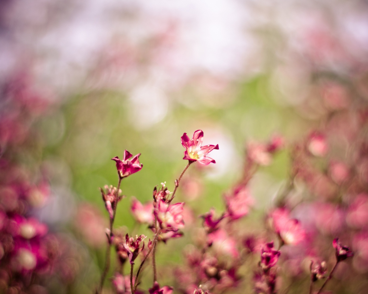 Колебания ветра