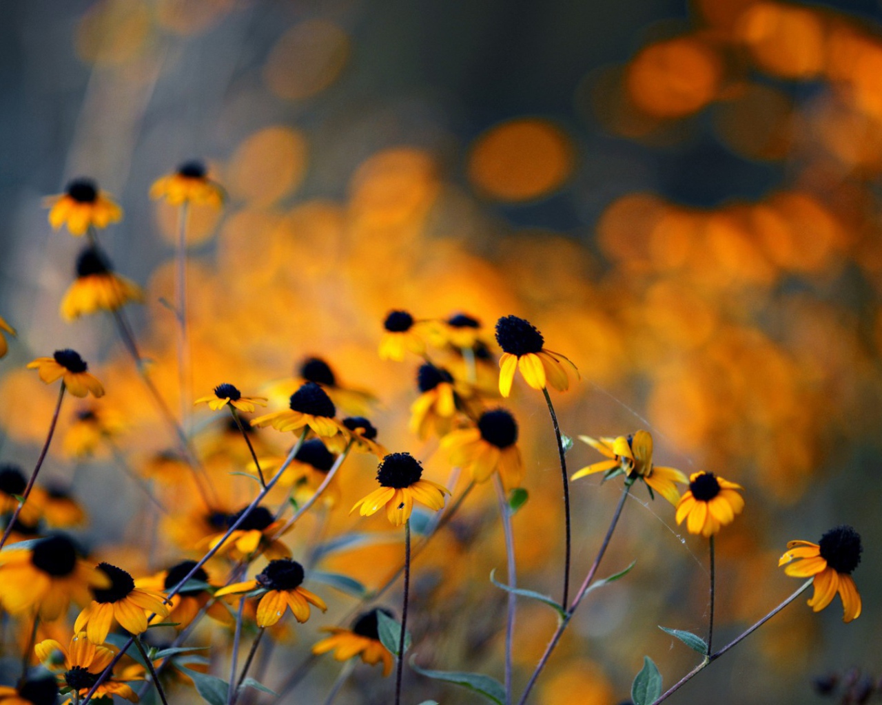 Увядшие в поле цветы