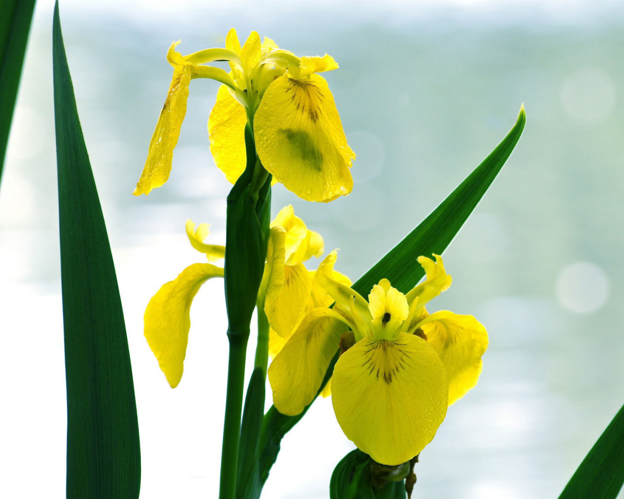 Желтые ирисы