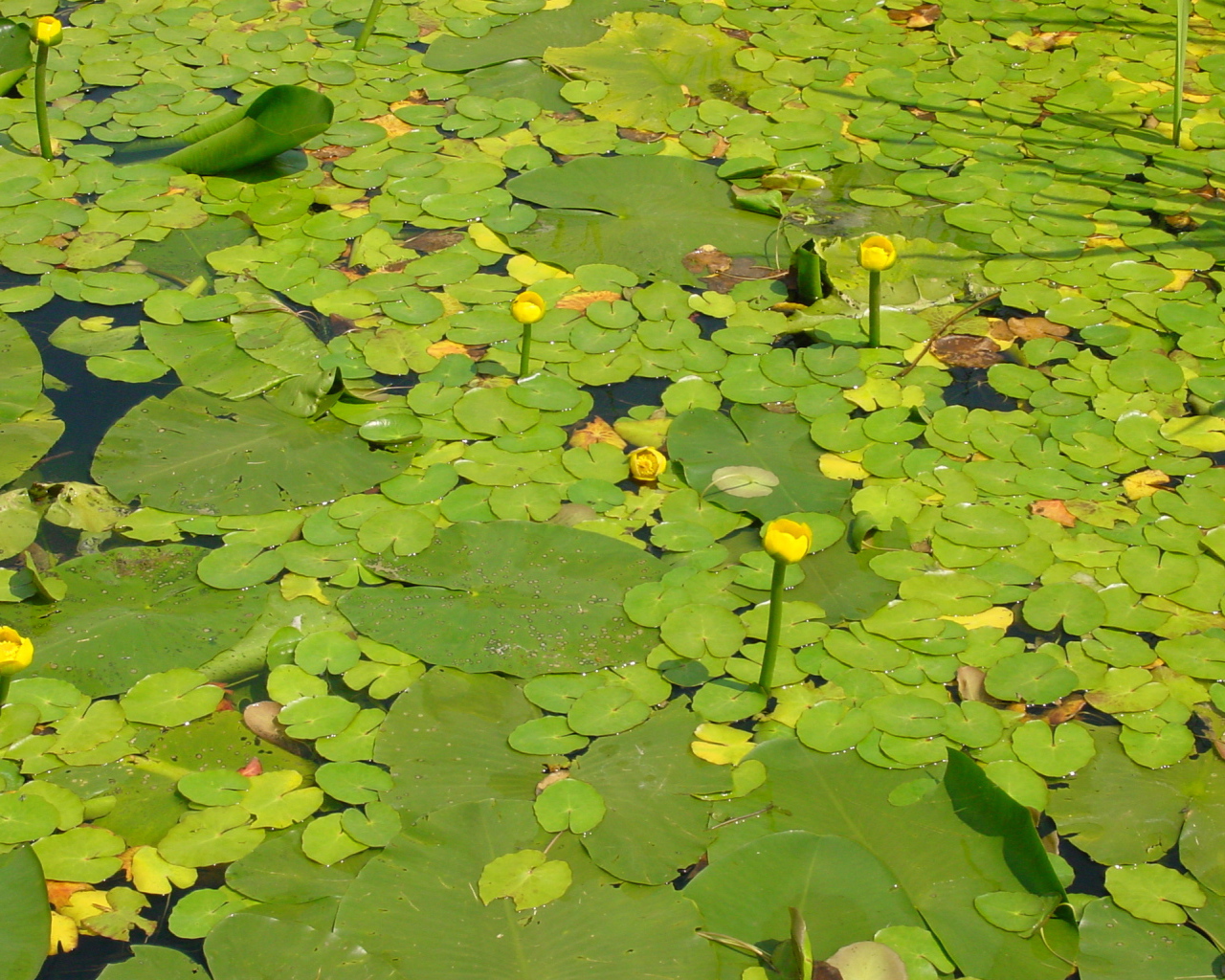 Желтая кубышка на воде