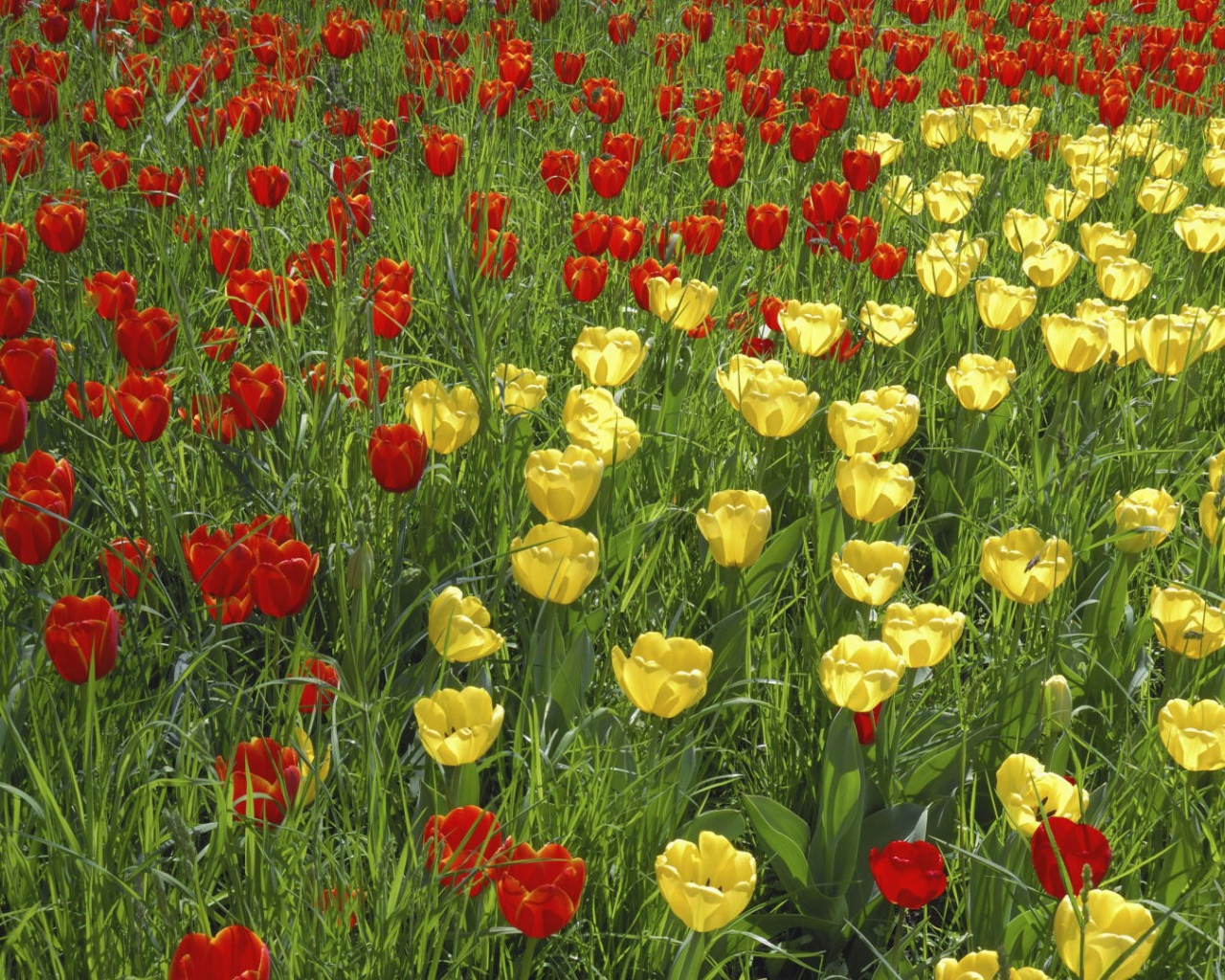 Желтые и красные тюльпаны на поле