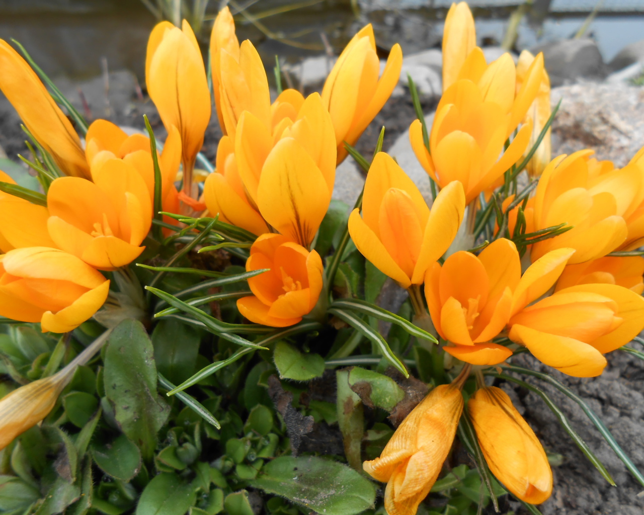 Цветы желтые крокусы на поляне