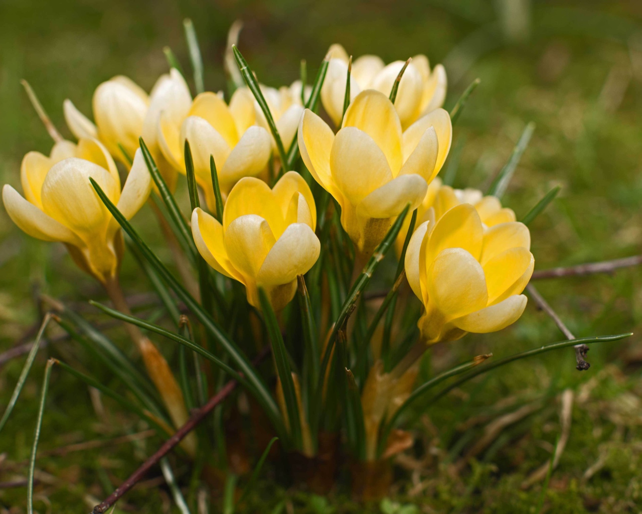 Желтые крокусы на поляне