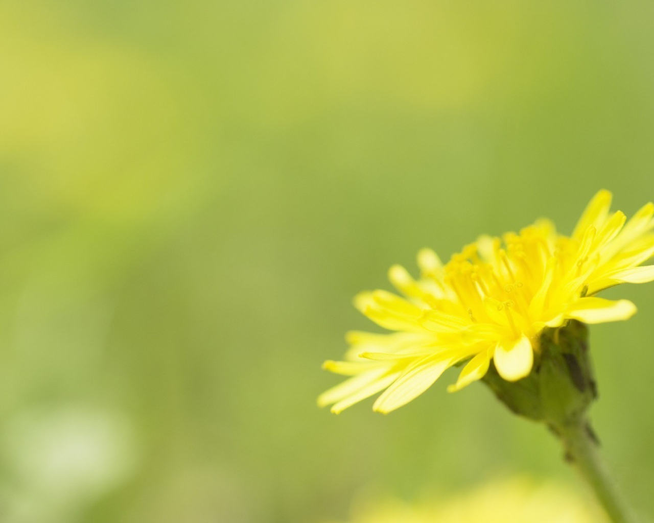 Желтый одуванчик