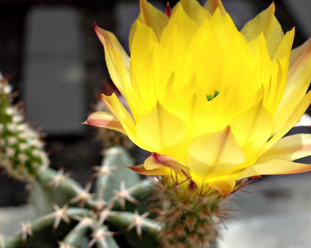 Желтый цветок 