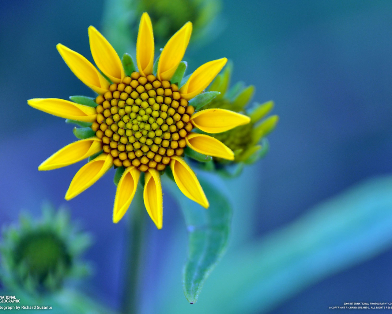 Желтый цветок