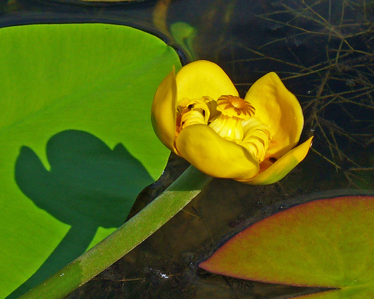 Цветок желтая кубышка