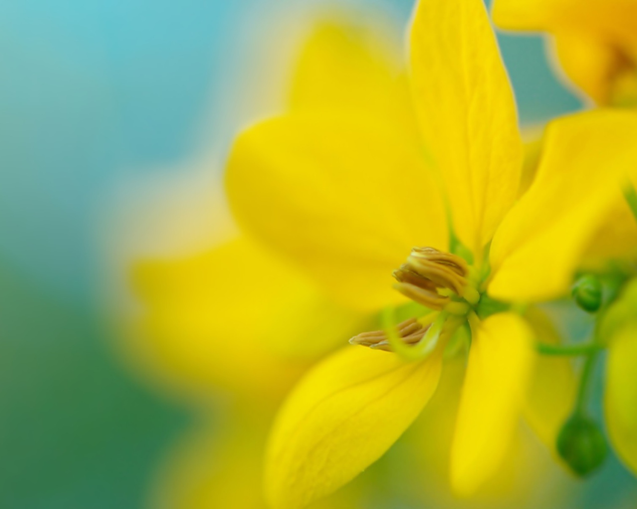 Желтый цветок на размытом фоне