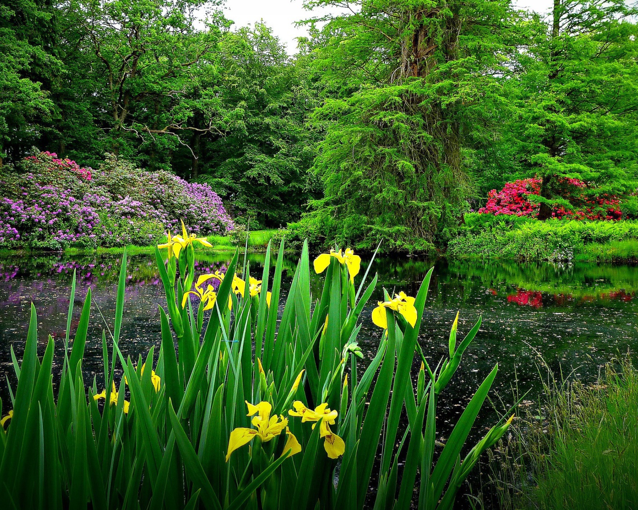 Желтые цветы на берегу озера