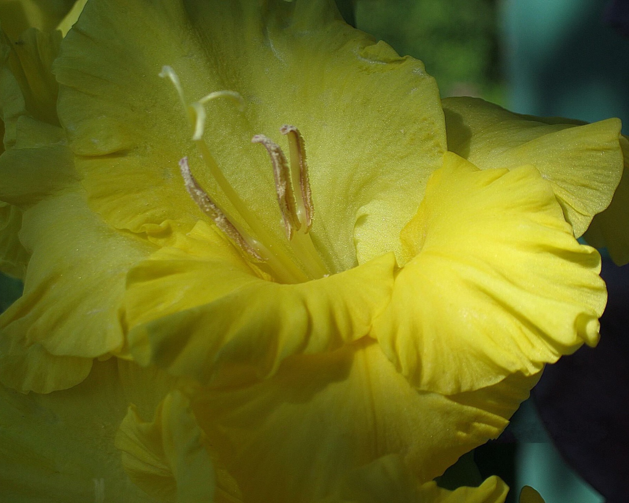 Цветок желтого гладиолуса