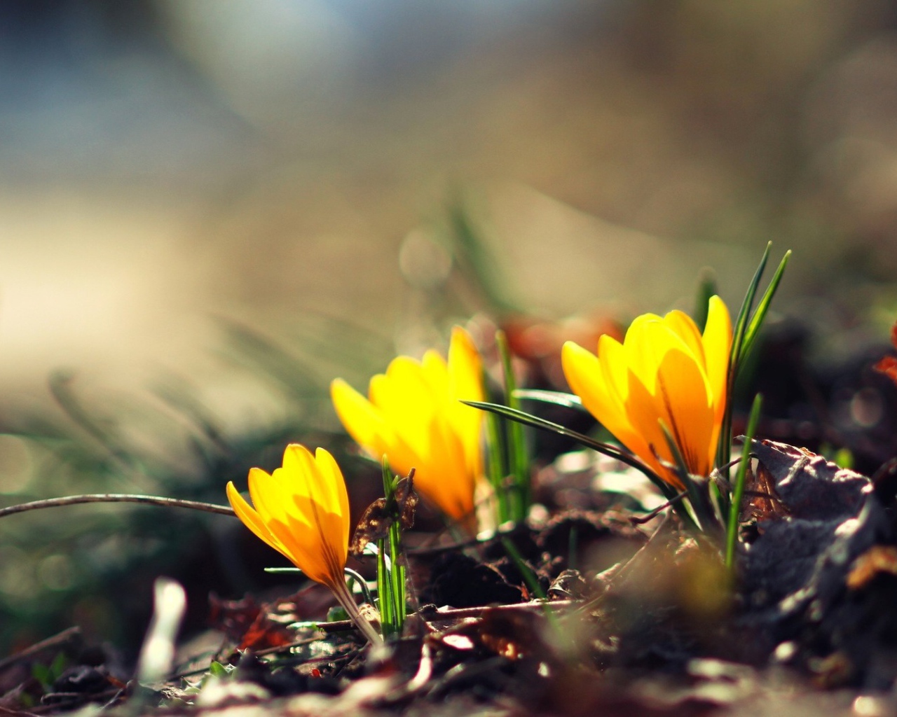 Жёлтые фонари