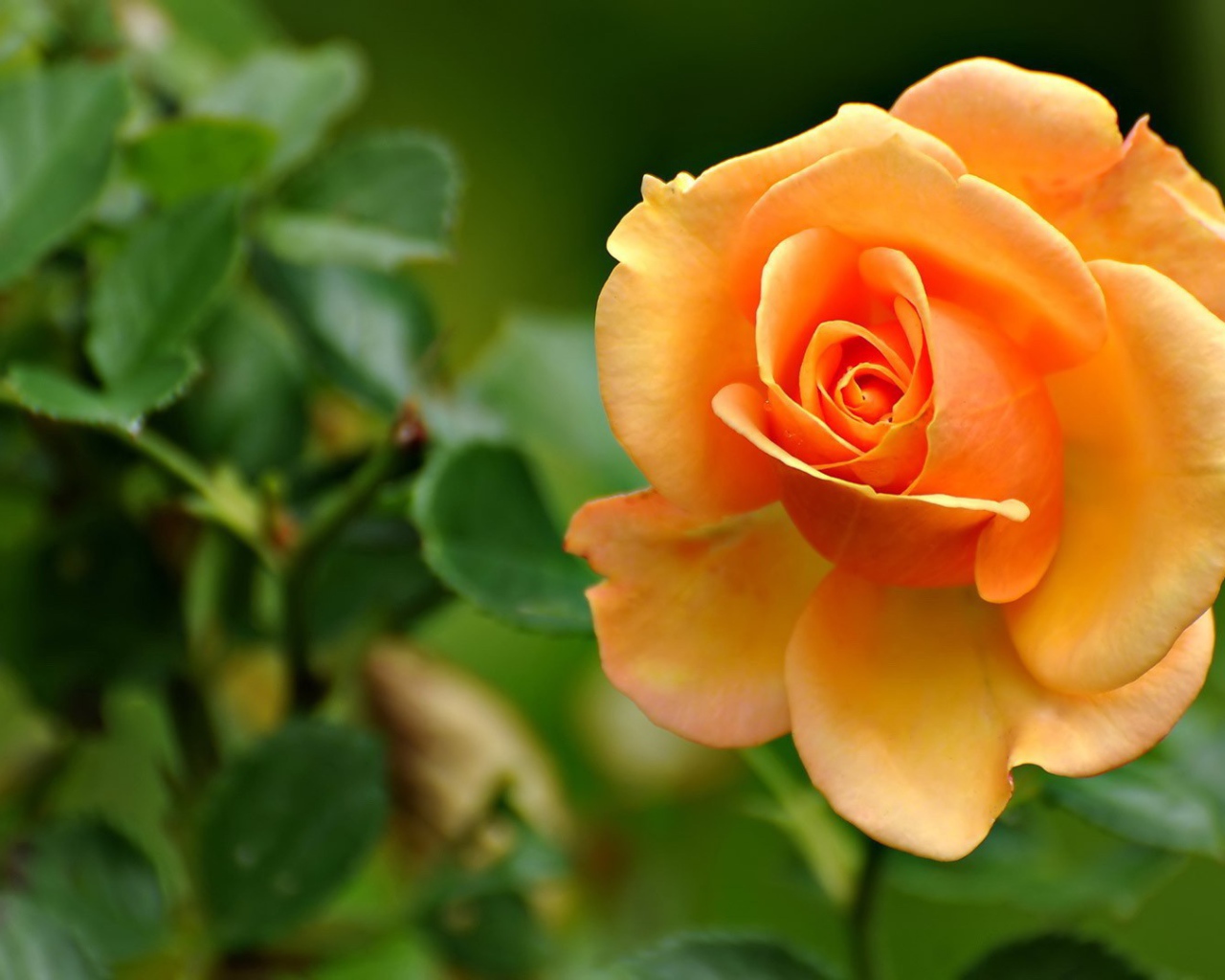 Желто оранжевая роза