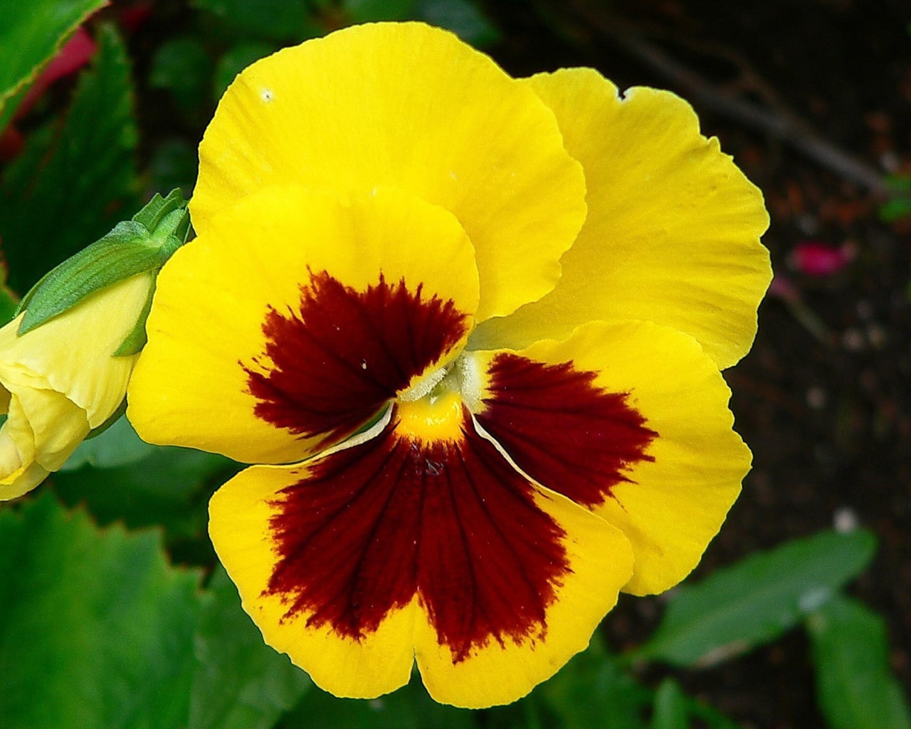 Желтый цветок анютины глазки