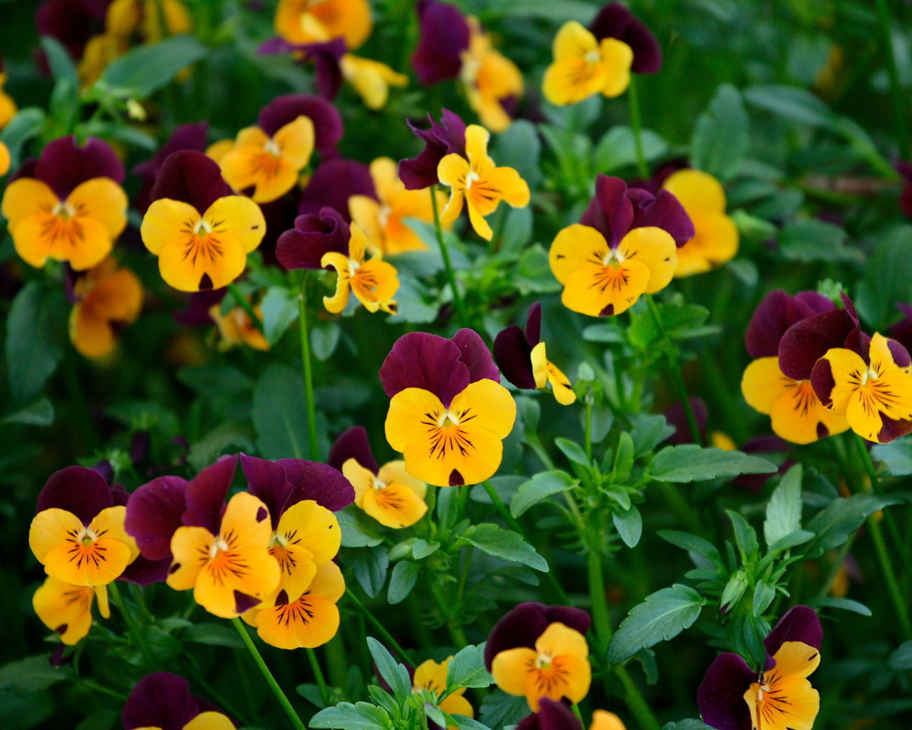 Желтые цветы анютины глазки на поляне