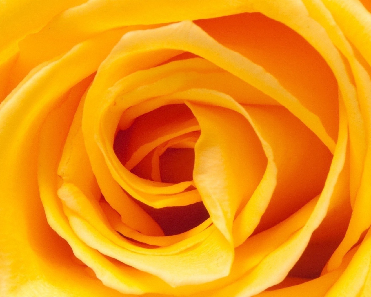 Жёлтая роза, сердцевина