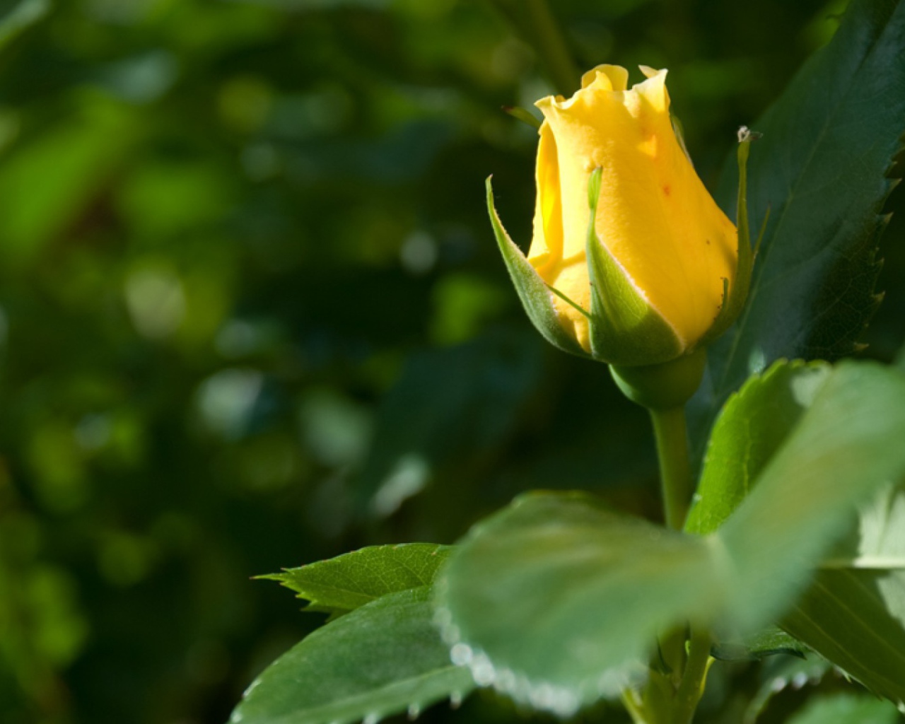 Жёлтая роза цветёт