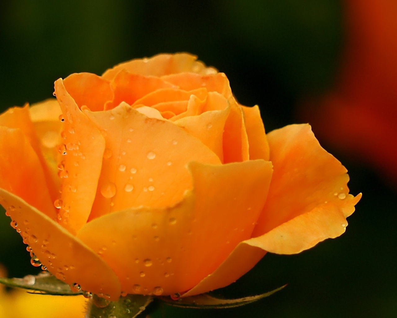 Жёлтая роза в саду после дождя