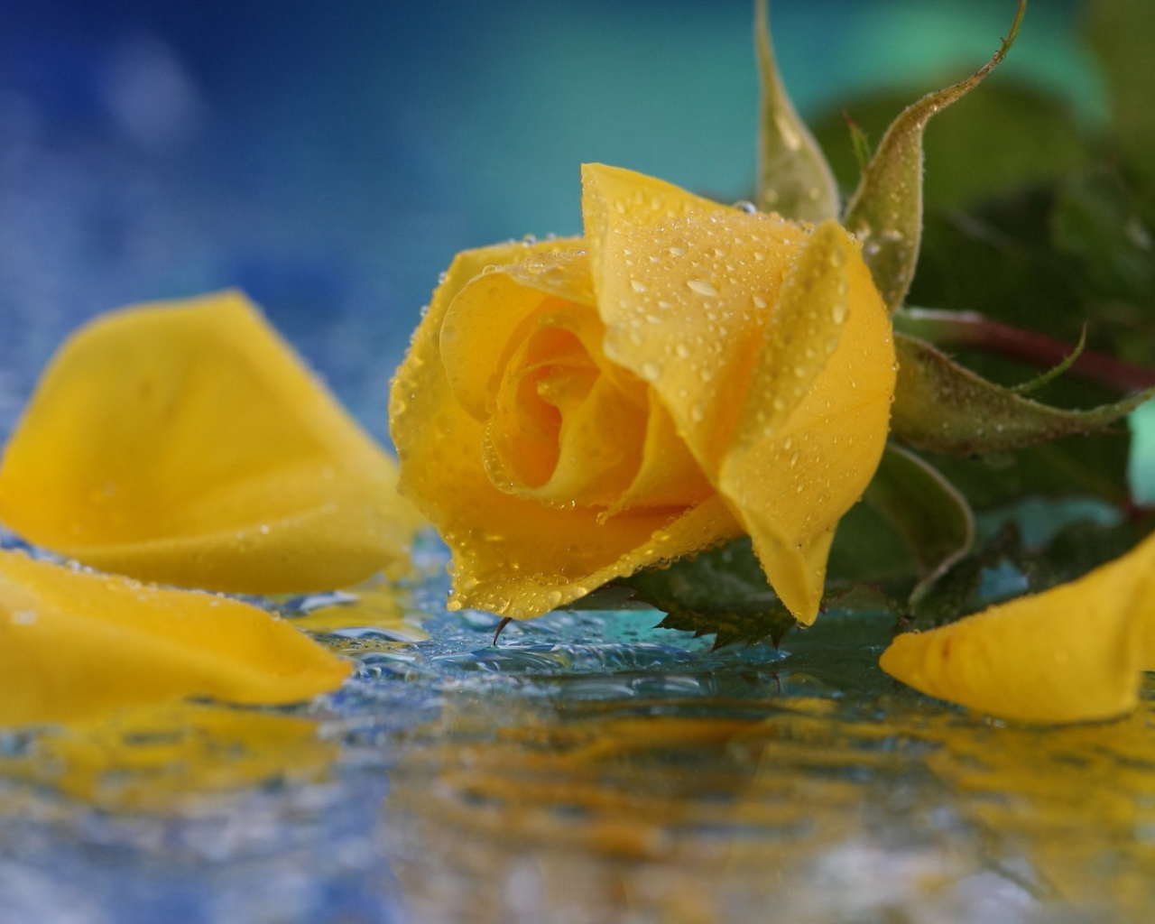 Жёлтая роза в воде
