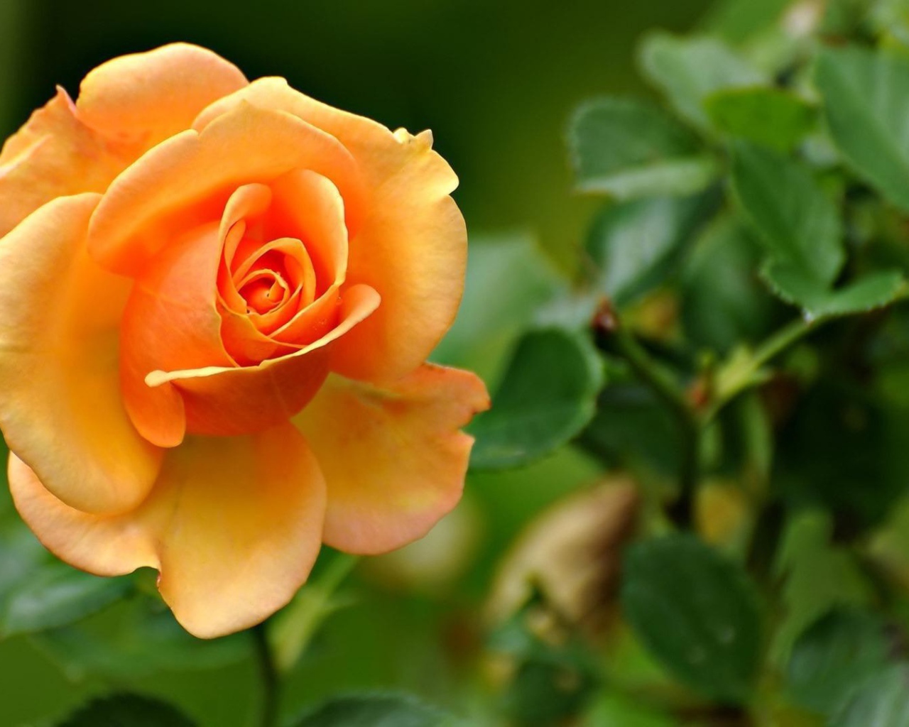 Жёлтая роза на фоне листвы