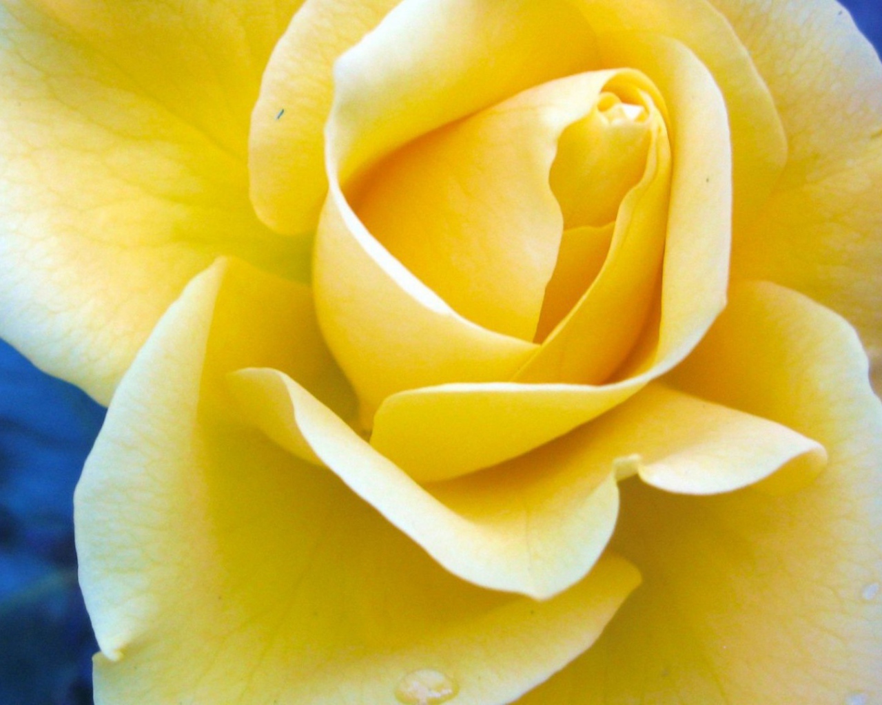 Жёлтая роза на синем фоне