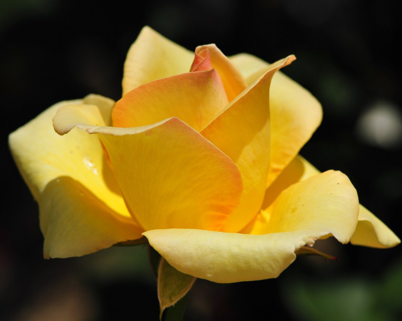 Жёлтая роза на фоне сада