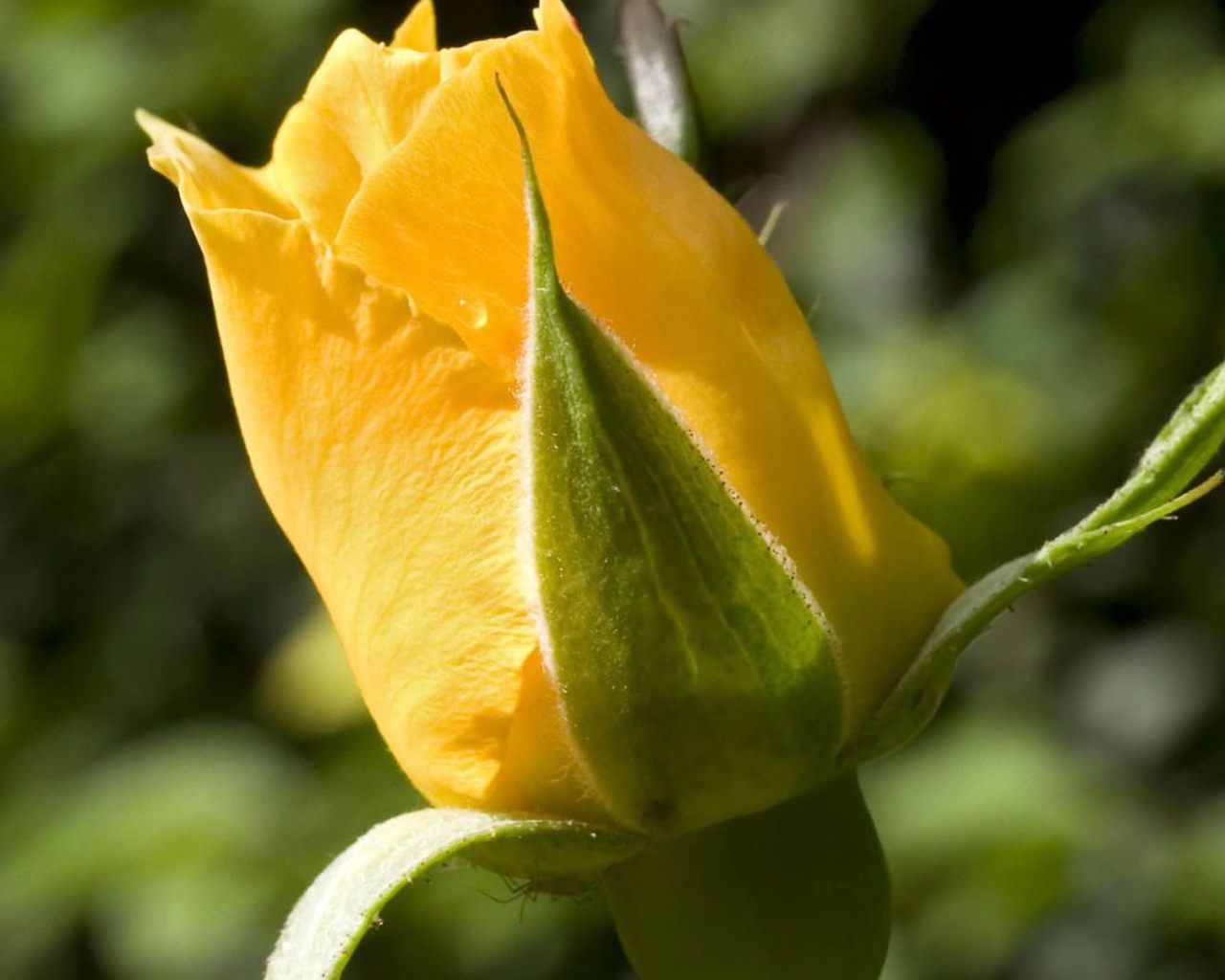 Жёлтая роза на фоне зелени