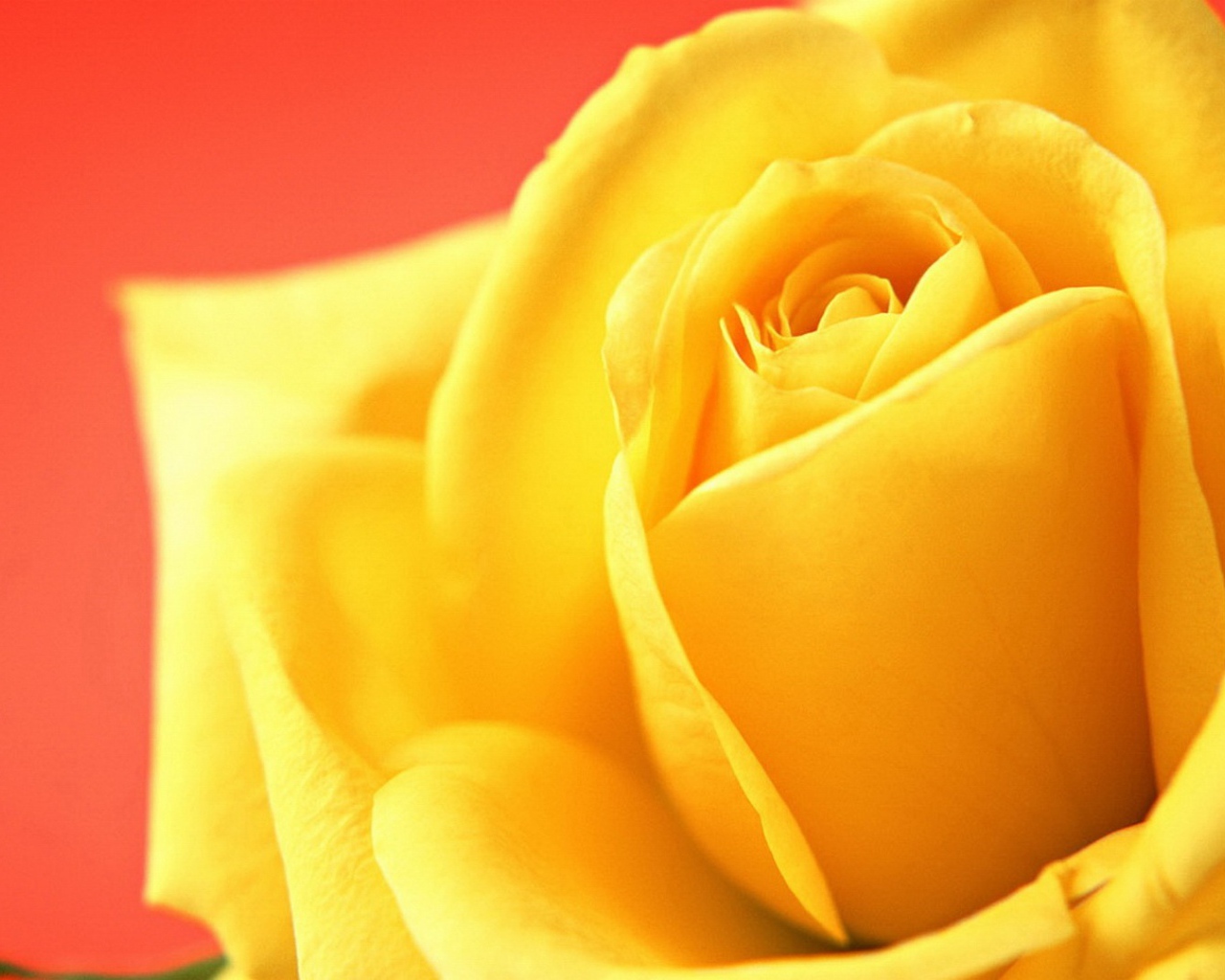 Жёлтая роза на красном фоне
