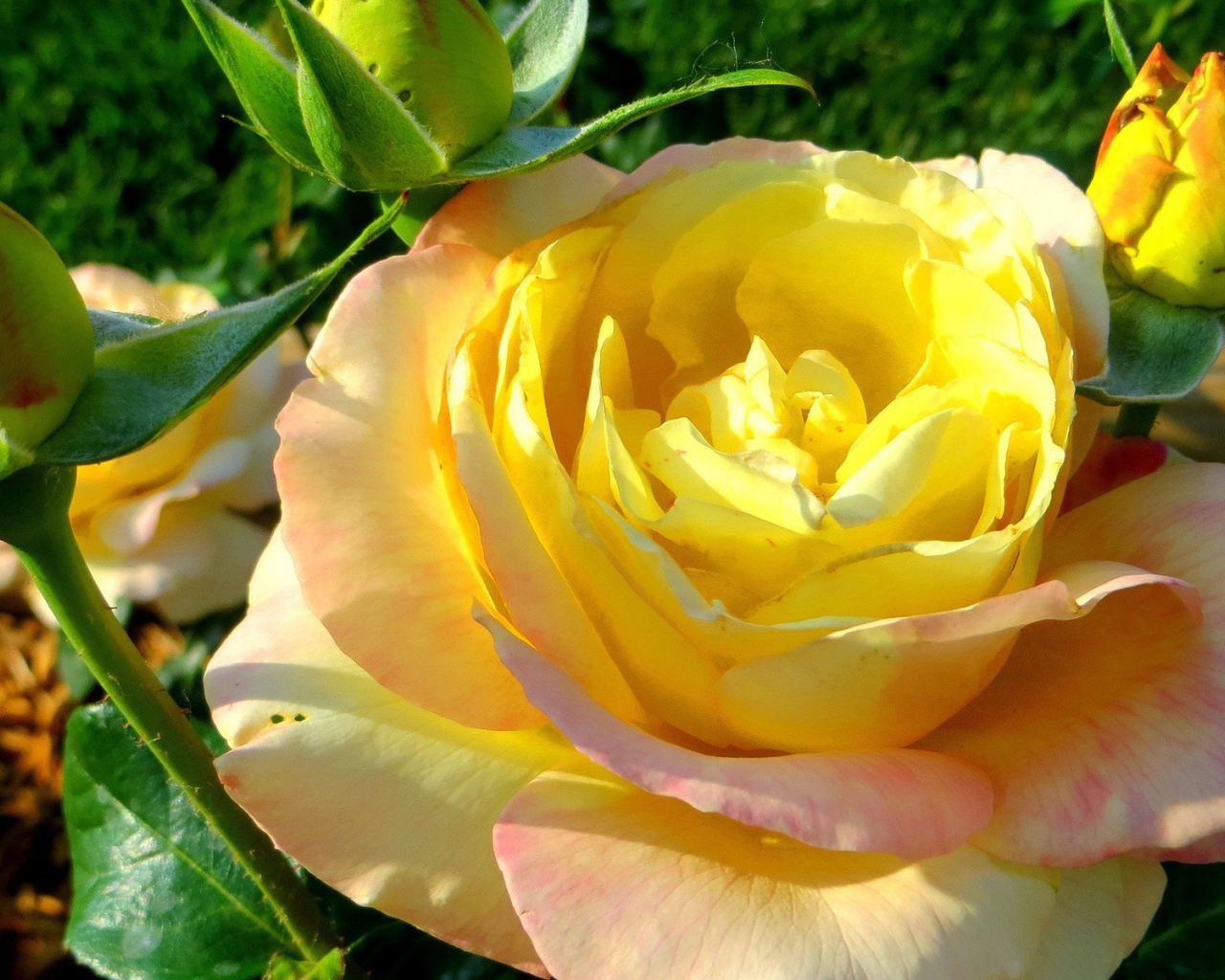 Жёлтая роза на лужайке