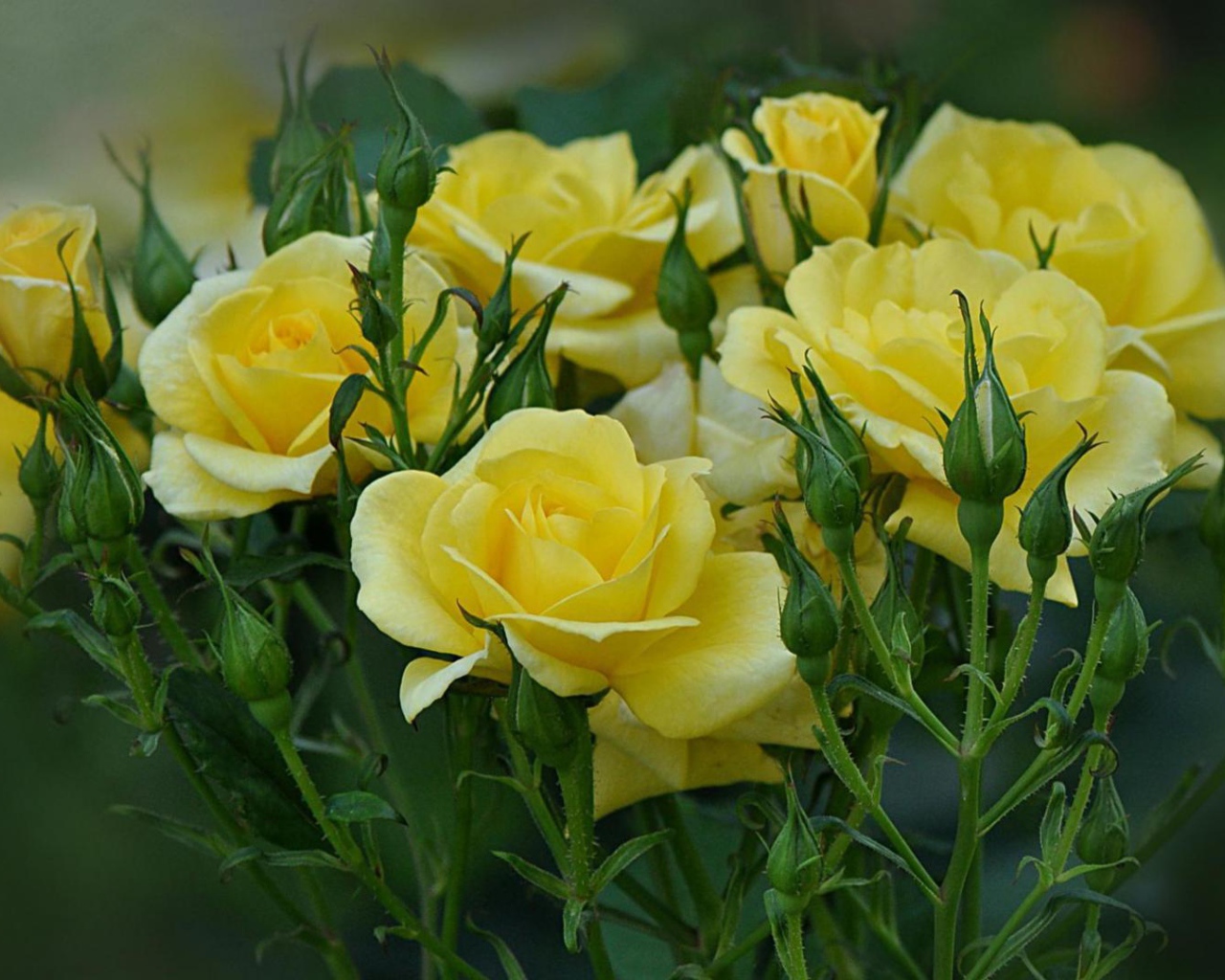 Жёлтые розы цветут в саду