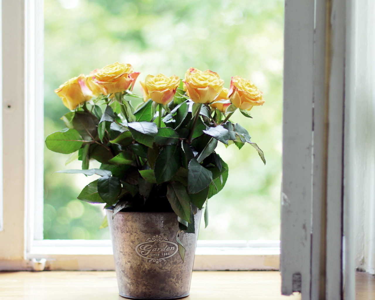 Жёлтые розы в горшке на подоконнике