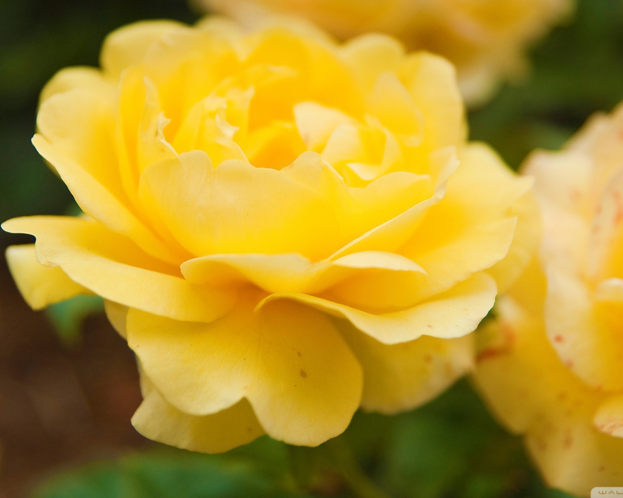 Жёлтые розы в саду