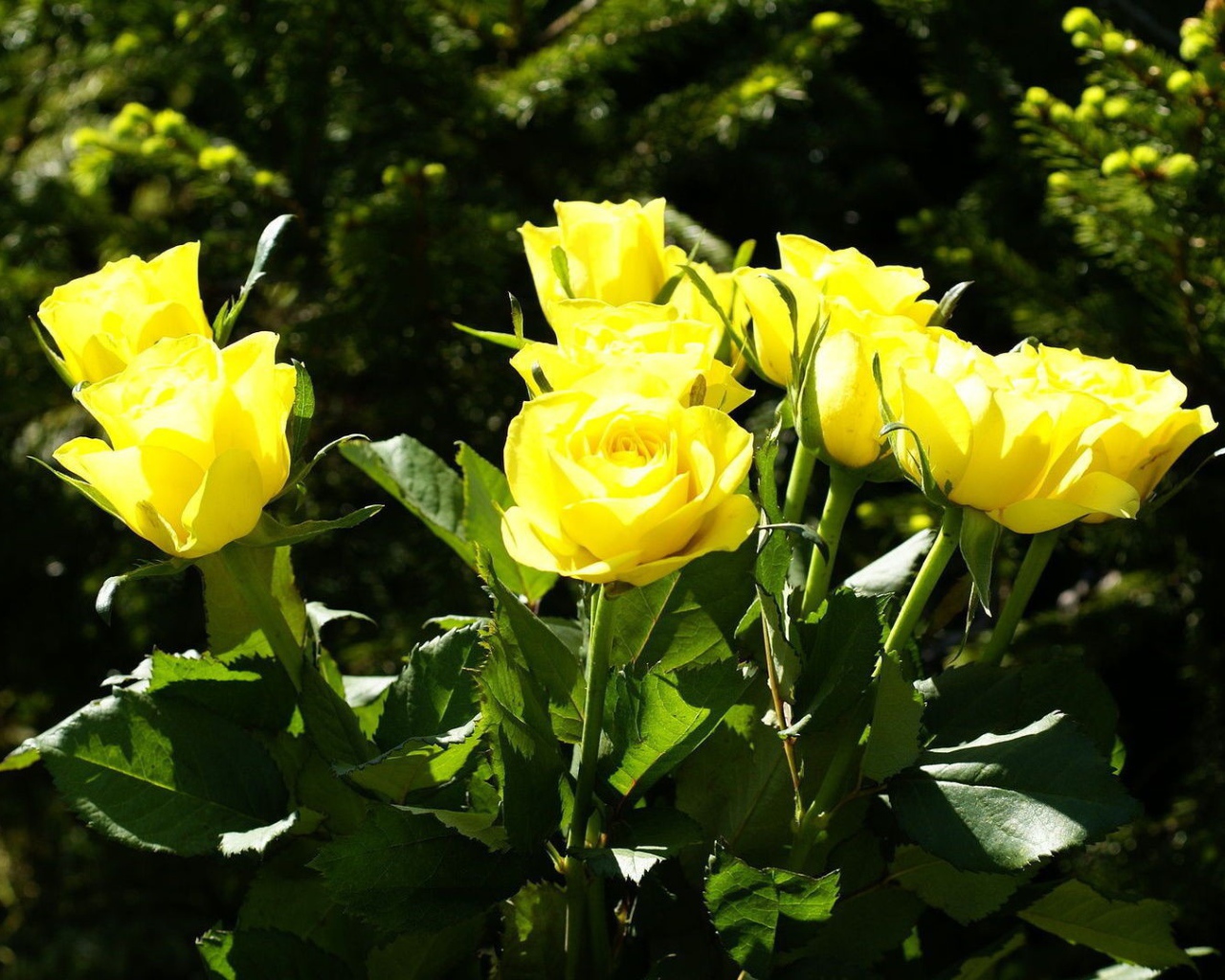 Жёлтые розы на фоне деревьев
