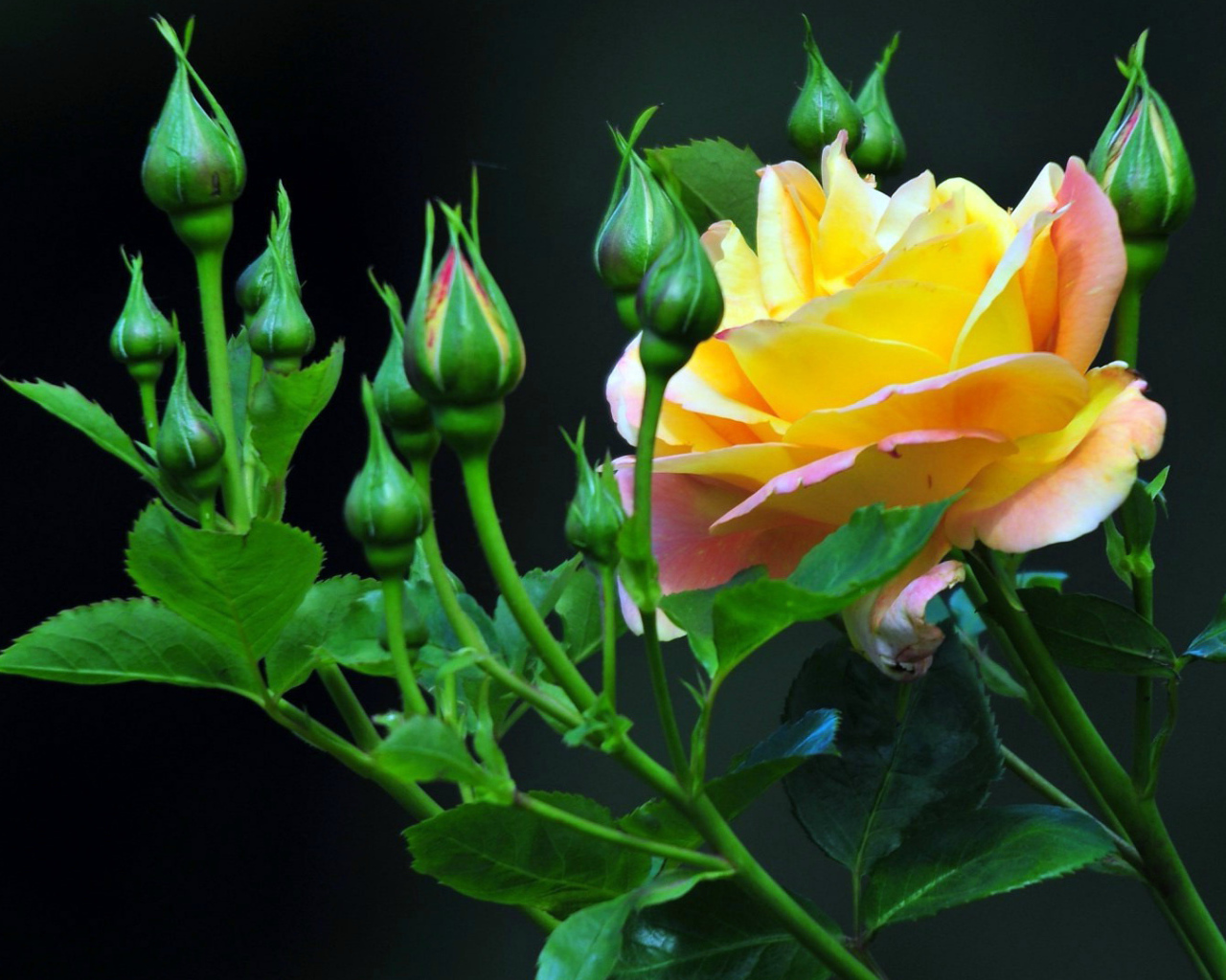 Жёлтые розы на тёмном фоне