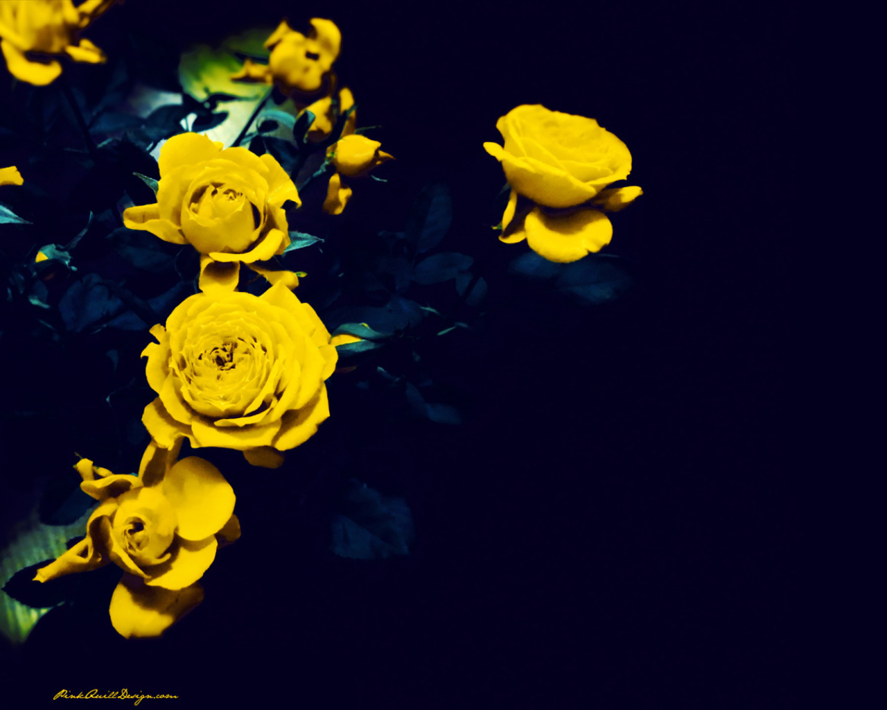Жёлтые розы на тёмно-синем фоне