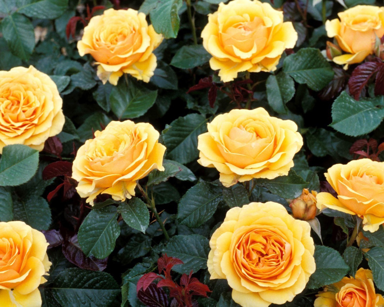 Жёлтые розы на большой клумбе