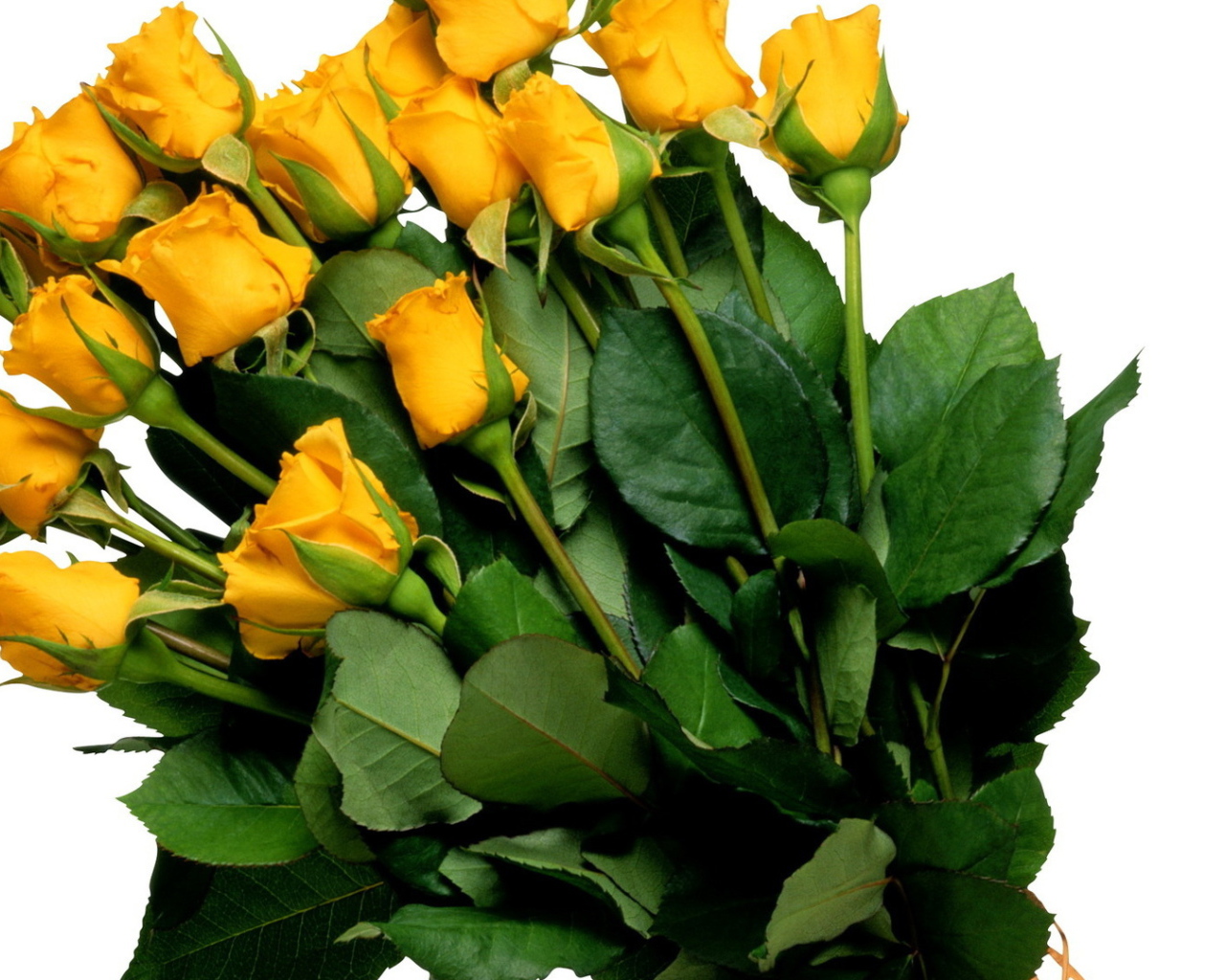 Жёлтые розы на белом фоне