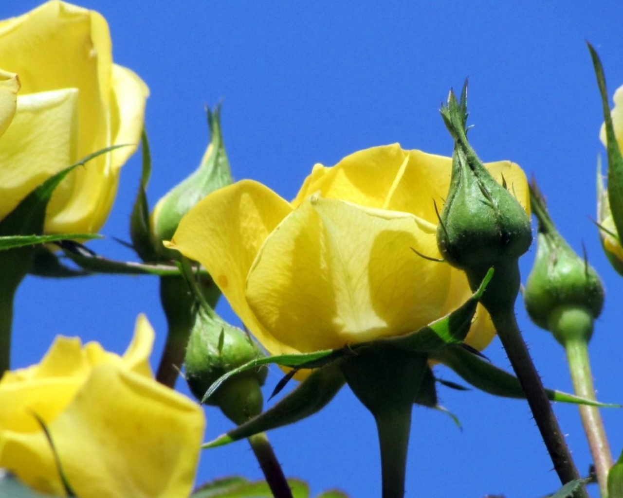 Жёлтые розы на фоне неба