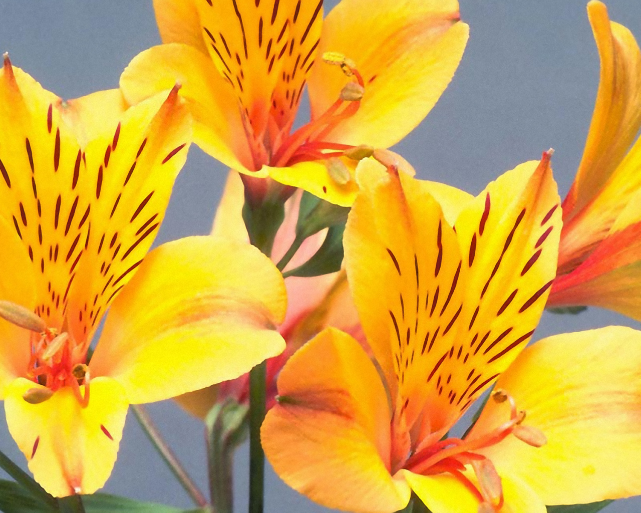 Желтые пятнистые цветы