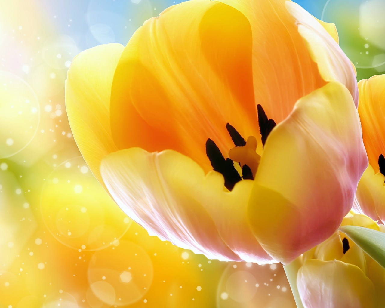 Желтые тюльпаны