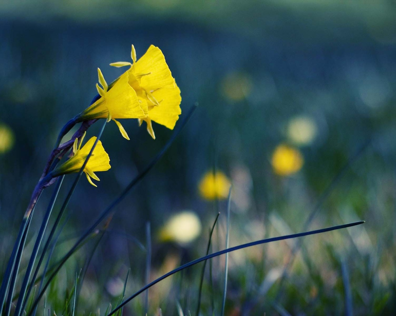 Желтые полевые цветы