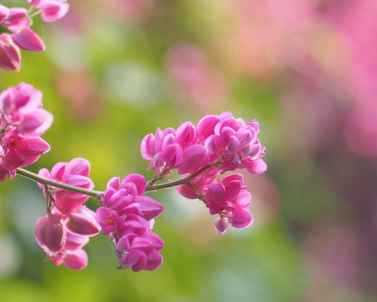 Молодая сакура