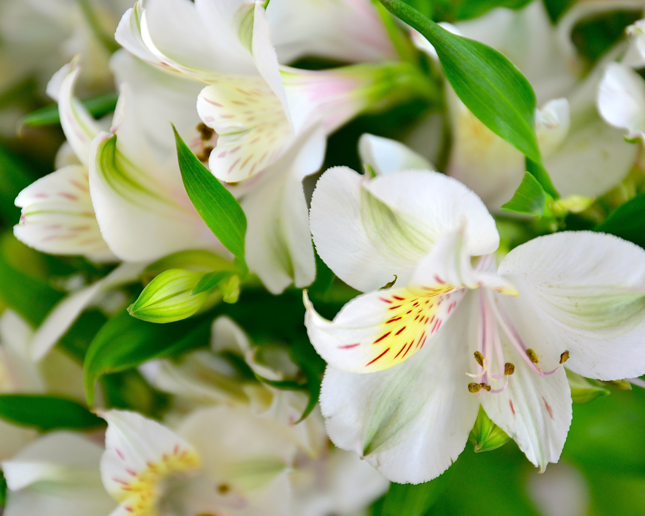 Молодые белые лилии