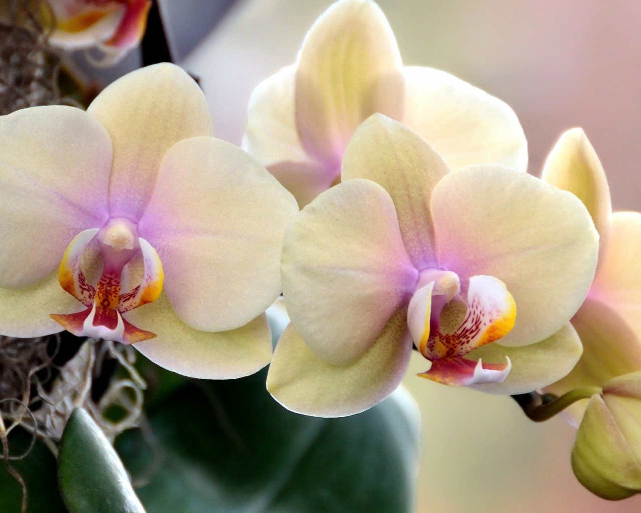 Цветущие орхидеи