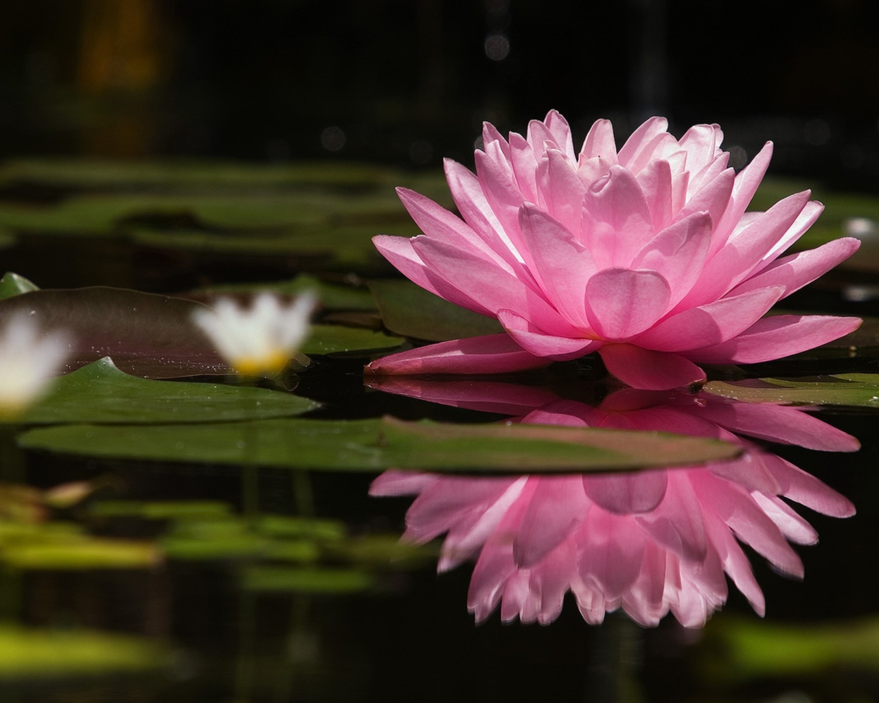 Большая розовая лилия на озере