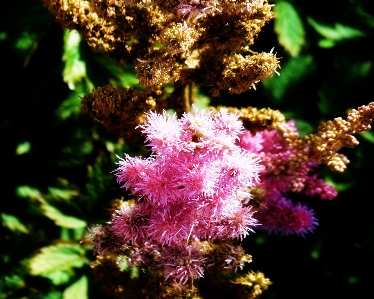 Ветка розовых цветков