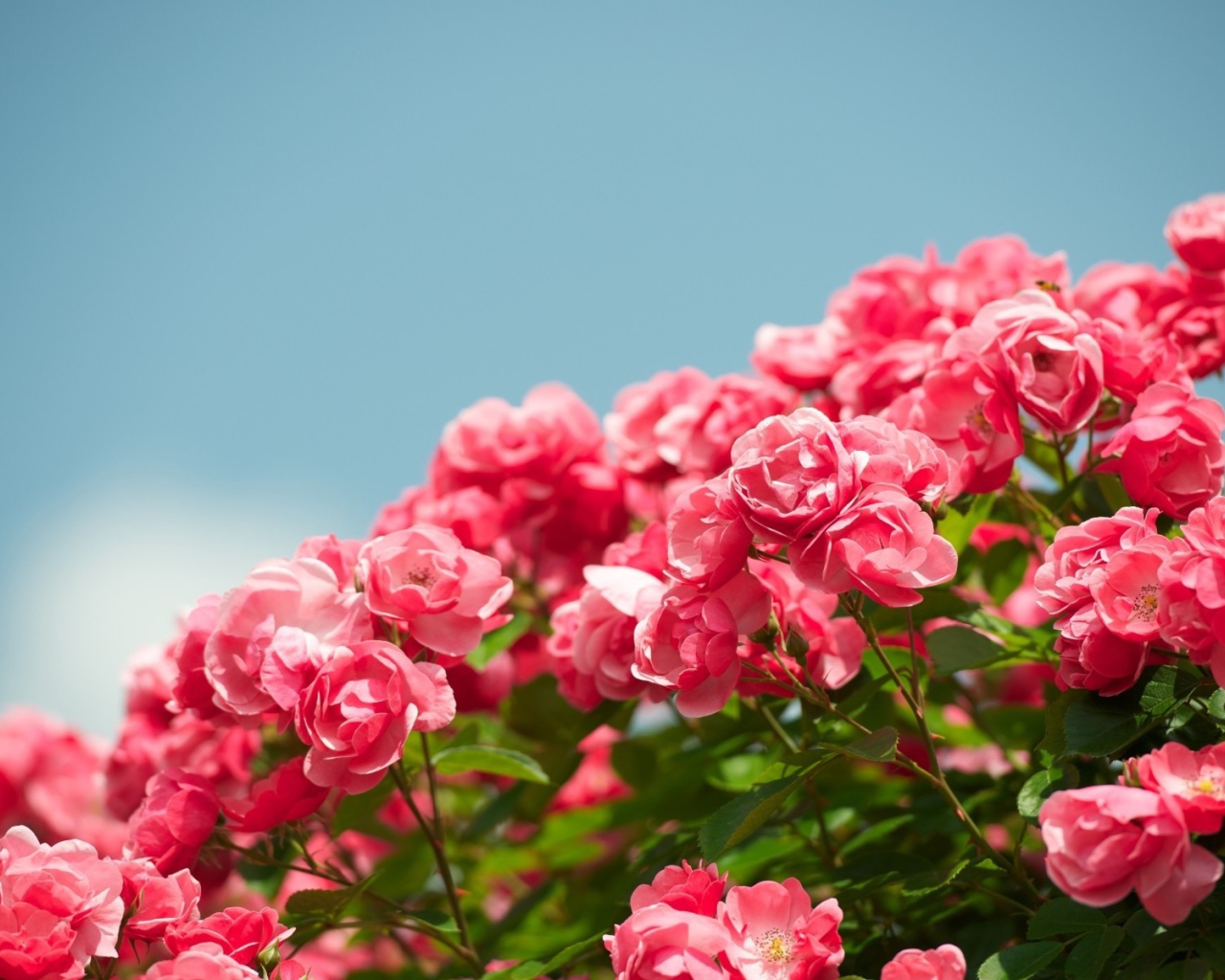 Куст розовых цветков